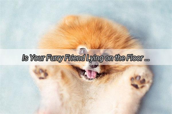 Is Your Furry Friend Lying on the Floor Could It Be a Sign of Illness